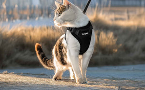 Cat Harness Black