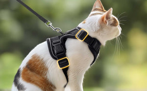 Cat Harness Black