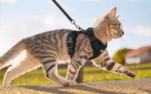 Cat Harness Black