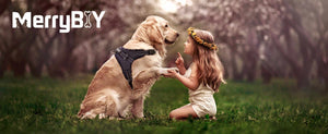 A cute little girl shaking hands with a labrador wearing a balck dog harness