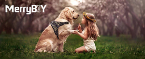 A cute little girl shaking hands with a labrador wearing a leopard print dog harness