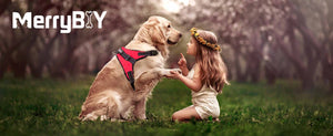 A cute little girl shaking hands with a labrador wearing a red dog harness